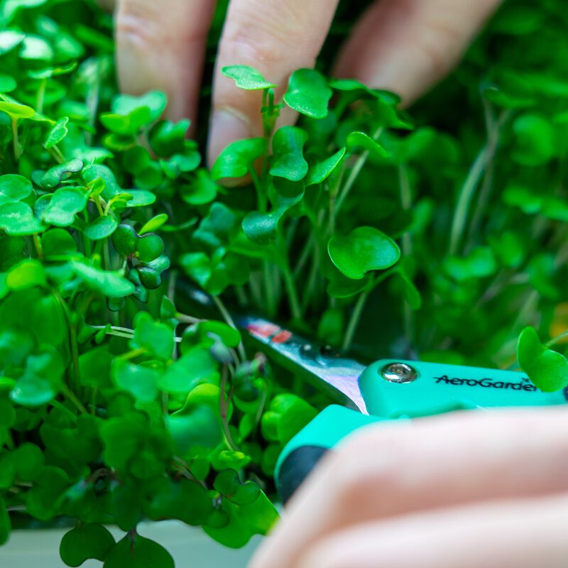 Microgreens Kit for Harvest Gardens image number null